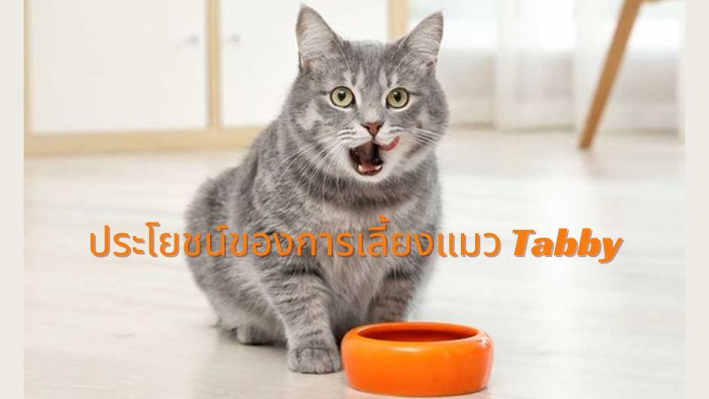 ประโยชน์ของการเลี้ยงแมว Tabby