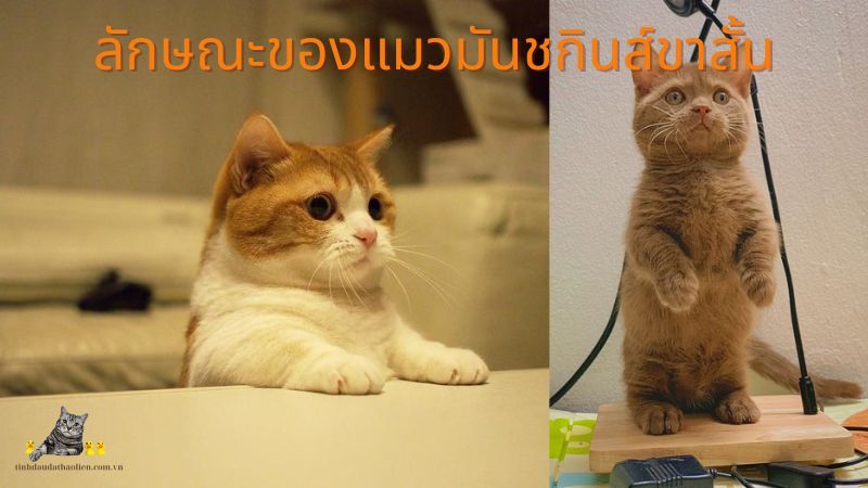 ลักษณะของแมวมันชกินส์ขาสั้น