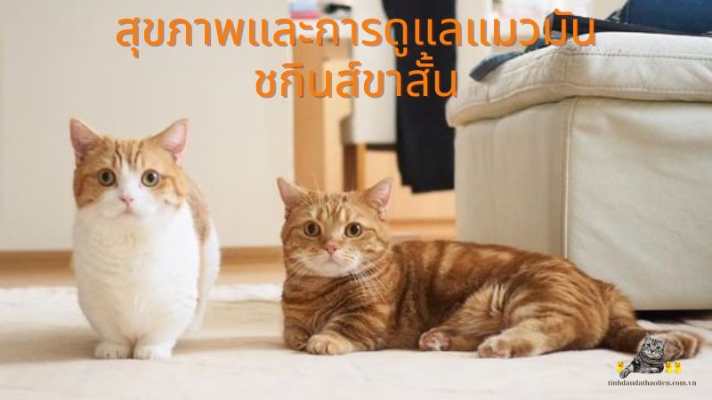 สุขภาพและการดูแลแมวมันชกินส์ขาสั้น