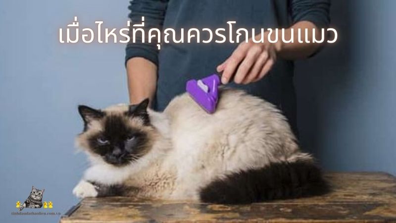 เมื่อไหร่ที่คุณควรโกนขนแมว