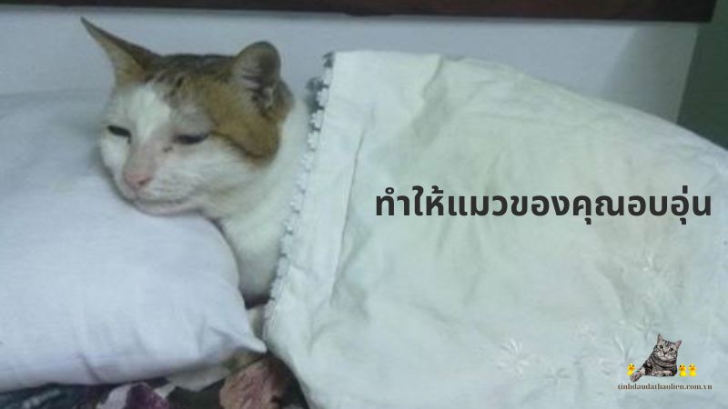 ทำให้แมวของคุณอบอุ่น