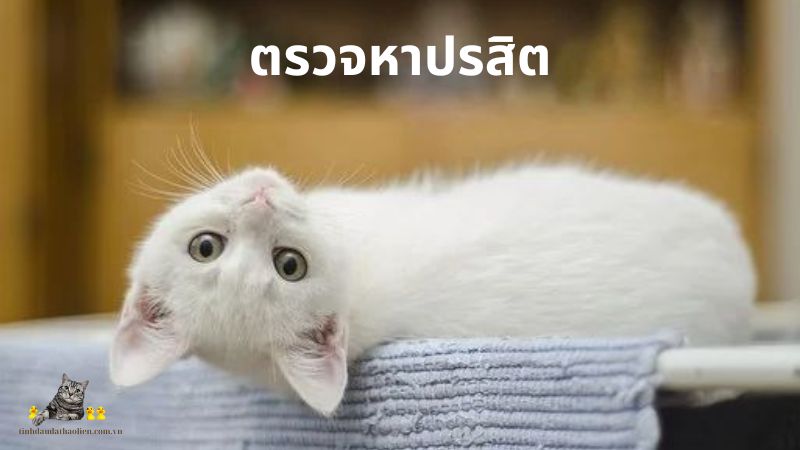 ตรวจหาปรสิต