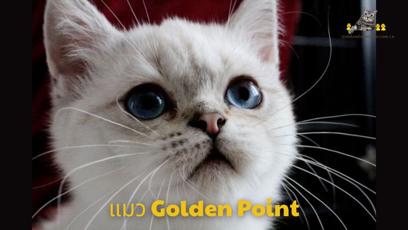 แมว Golden Point