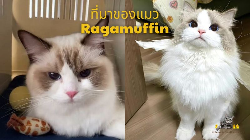 ที่มาของแมว Ragamuffin