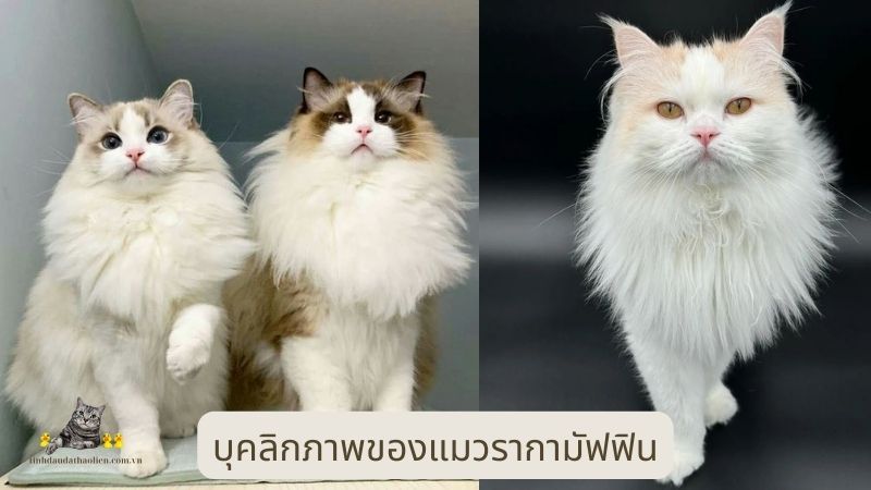 บุคลิกภาพของแมวรากามัฟฟิน