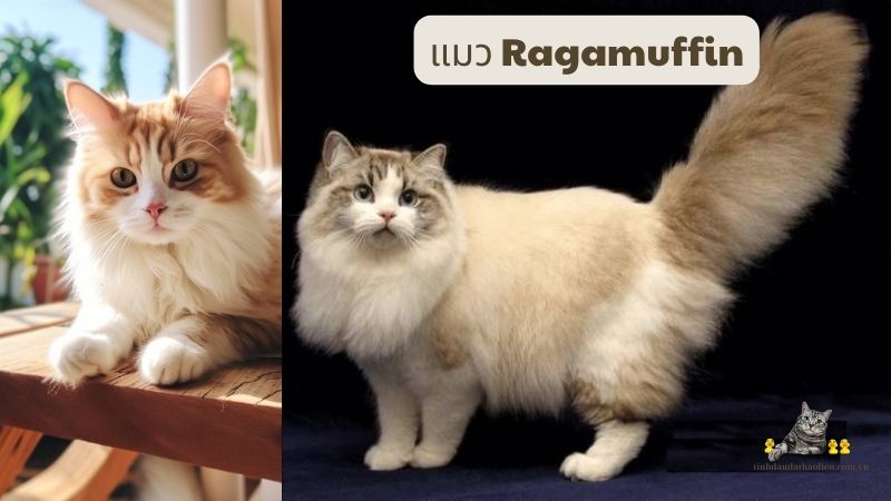 แมว Ragamuffin