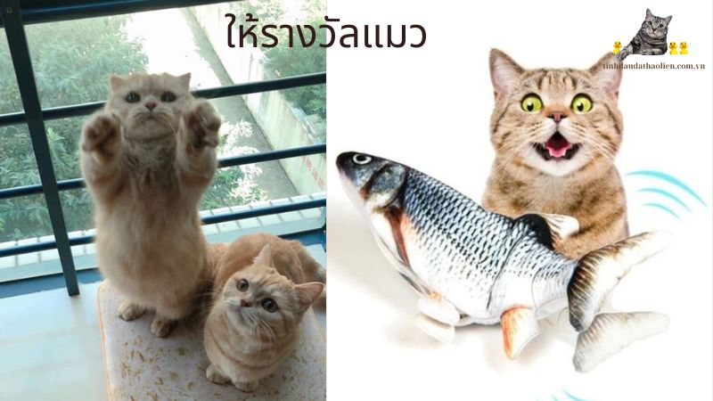 ให้รางวัลแมว