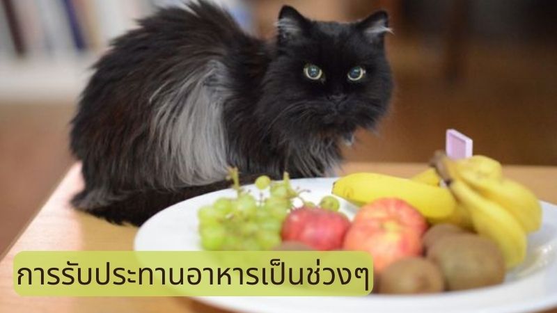 การรับประทานอาหารเป็นช่วงๆ