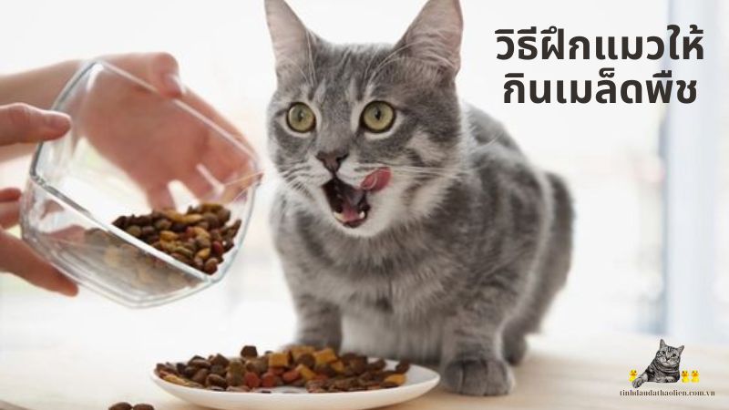 วิธีฝึกแมวให้กินเมล็ดพืช