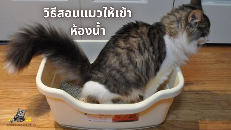 วิธีสอนแมวให้เข้าห้องน้ำ