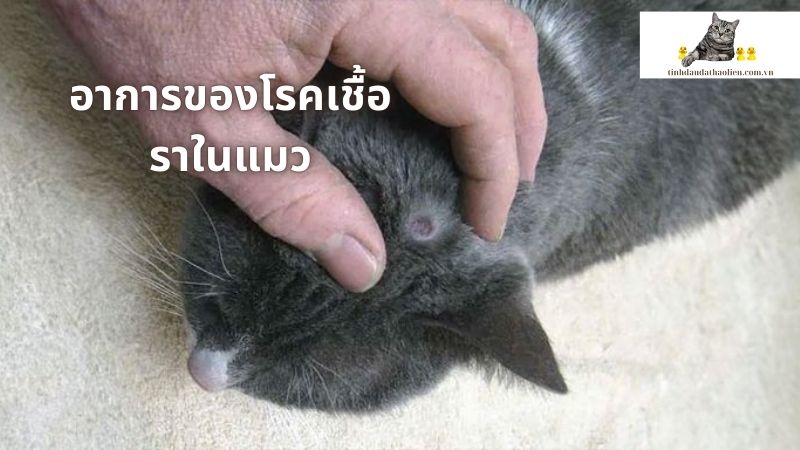 อาการของโรคเชื้อราในแมว