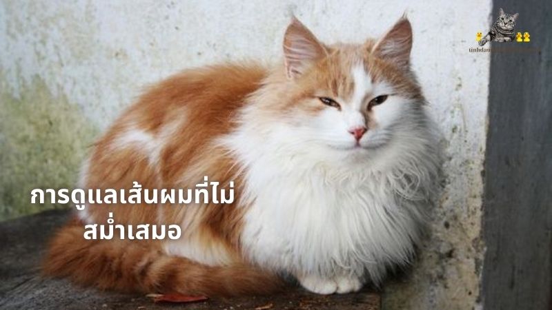 เหตุผลขนแมวเป็นก้อน