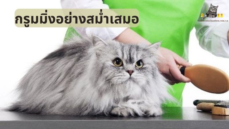 กรูมมิ่งอย่างสม่ำเสมอ