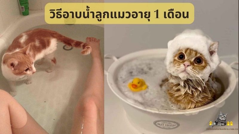 วิธีอาบน้ำลูกแมวอายุ 1 เดือน